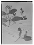 Field Museum photo negatives collection; Genève specimen of Ruellia barbadensis Nees, PERU, H. Ruíz L., Type [status unknown], G