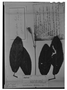 Field Museum photo negatives collection; Genève specimen of Ruellia inflata Rich., FRENCH GUIANA, J. B. Leblond 272, Type [status unknown], G