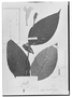 Field Museum photo negatives collection; Genève specimen of Ruellia leucantha Nees, ECUADOR, K. T. Hartweg 1268, Type [status unknown], G
