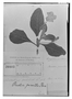 Field Museum photo negatives collection; Genève specimen of Ruellia pumila Pav. ex Nees, PERU, H. Ruíz L., Type [status unknown], G