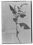 Field Museum photo negatives collection; Genève specimen of Ruellia repens L., BRAZIL, J. S. Blanchet, Type [status unknown], G