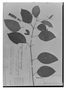 Field Museum photo negatives collection; Genève specimen of Ruellia tubulata (Nees) Lindau, PERU, H. Ruíz L., Type [status unknown], G