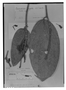 Field Museum photo negatives collection; Genève specimen of Cavendishia hispida A. C. Sm., COLOMBIA, J. J. Triana, Type [status unknown], G