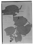 Field Museum photo negatives collection; Genève specimen of Cavendishia latifolia Hemsl., MEXICO, J. J. Linden, Type [status unknown], G