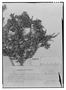 Field Museum photo negatives collection; Genève specimen of Gaultheria florida Phil., CHILE, R. A. Philippi, Type [status unknown], G