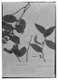 Field Museum photo negatives collection; Genève specimen of Gaultheria insipida Benth., ECUADOR, K. T. Hartweg 1229, Isotype, G