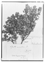 Field Museum photo negatives collection; Genève specimen of Gaultheria ramosissima Benth., COLOMBIA, K. T. Hartweg 1207, Isotype, G