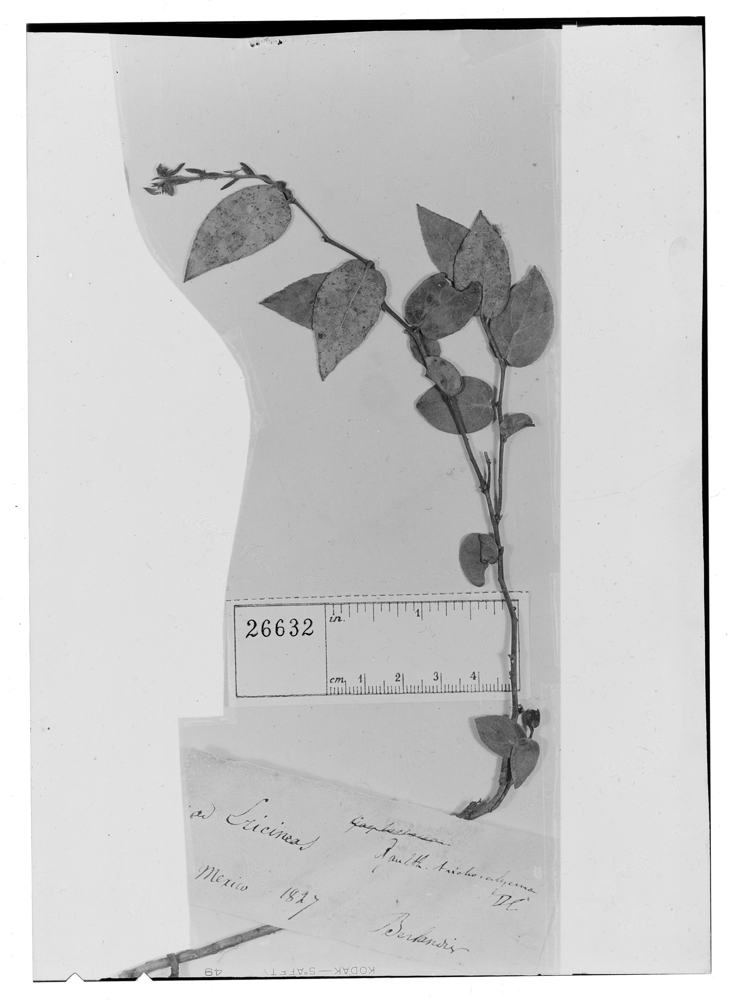 Gaultheria trichocalycina image