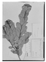 Field Museum photo negatives collection; Genève specimen of Gaylussacia vauthieri Meisn., BRAZIL, A.-C. Vauthier 1, Type [status unknown], G
