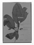 Field Museum photo negatives collection; Genève specimen of Conomorpha punctata Mez, BRITISH GUIANA [Guyana], Schomburgk 554, Type [status unknown], G