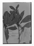 Field Museum photo negatives collection; Genève specimen of Conomorpha candolleana Mez, BRITISH GUIANA [Guyana], R. H. Schomburgk 885, Syntype, G