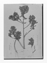 Field Museum photo negatives collection; Genève specimen of Grammadenia lineata Benth., BRITISH GUIANA [Guyana], Schomburgk 647, Isotype, G