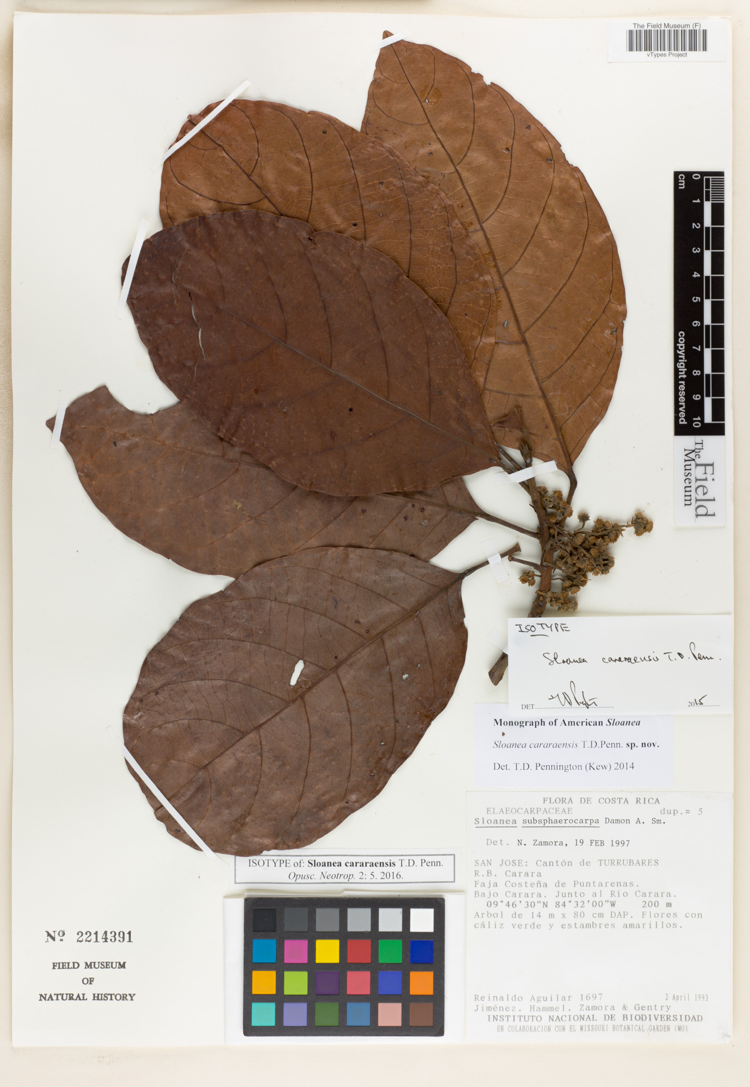 Sloanea cararaensis image