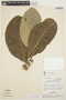 Aspidosperma macrocarpon Mart., BRAZIL, H. S. Irwin 13642, F