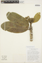 Aspidosperma nobile Müll. Arg., Bolivia, T. J. Killeen 1092, F