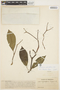 Aspidosperma parvifolium A. DC., VENEZUELA, Ll. Williams 11829, F