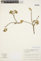 Aspidosperma parvifolium A. DC., VENEZUELA, Rodríguez,Hector 1536, F