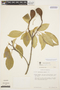 Aspidosperma parvifolium A. DC., VENEZUELA, T. C. Plowman 7655, F