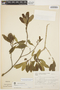 Aspidosperma parvifolium A. DC., BRAZIL, G. Hatschbach 15287, F