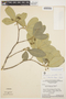 Aspidosperma parvifolium A. DC., BRAZIL, G. T. Prance 4608, F