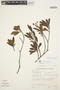 Aspidosperma parvifolium A. DC., BRAZIL, A. P. Duarte 5286, F