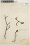 Aspidosperma parvifolium A. DC., BRAZIL, H. M. Curran 148, F
