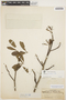 Aspidosperma parvifolium A. DC., BRAZIL, B. J. Pickel 2994, F