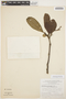 Aspidosperma parvifolium A. DC., BRAZIL, G. T. Prance 9494, F