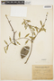 Aspidosperma quebracho-blanco Schltdl., ARGENTINA, T. Meyer 12472, F