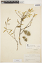 Aspidosperma quebracho-blanco Schltdl., ARGENTINA, H. H. Bartlett 20640, F