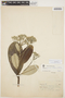 Aspidosperma spruceanum Benth. ex Müll. Arg., BRAZIL, A. Ducke 511, F