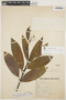 Aspidosperma spruceanum Benth. ex Müll. Arg., BRAZIL, H. L. de Mello Barreto 579, F
