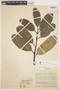 Aspidosperma spruceanum Benth. ex Müll. Arg., COLOMBIA, J. Cuatrecasas 16621, F