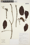 Couma guianensis Aubl., FRENCH GUIANA, J.-J. de Granville 9459, F