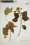 Lundia corymbifera (Vahl) Sandwith, COLOMBIA, H. H. Smith 348, F
