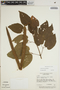 Lundia corymbifera (Vahl) Sandwith, COLOMBIA, J. H. Kirkbride, Jr. 2664, F