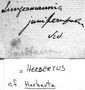 Herbertus juniperoideus image