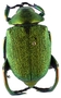 Shining Leaf Chafer beetle