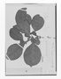 Field Museum photo negatives collection; Genève specimen of Symplocos apolis Brand, PERU, H. Ruíz L., Isotype, G