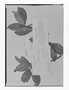 Field Museum photo negatives collection; Genève specimen of Symplocos bogotensis Brand, COLOMBIA, J. J. Triana, Isotype, G