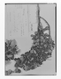 Field Museum photo negatives collection; Genève specimen of Symplocos nivalis Linden ex Brand, COLOMBIA, J. J. Linden 1620, Lectotype, G