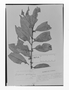 Field Museum photo negatives collection; Genève specimen of Symplocos quindiuensis Brand, COLOMBIA, I. F. Holton 220, Isotype, G