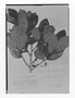 Field Museum photo negatives collection; Genève specimen of Symplocos reflexa A. DC., PERU, H. Ruíz L., Holotype, G