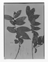 Field Museum photo negatives collection; Genève specimen of Symplocos schomburgkii Klotzsch, GUYANA, R. H. Schomburgk 609, Type [status unknown], G