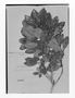 Field Museum photo negatives collection; Genève specimen of Symplocos suaveolens Klotzsch, VENEZUELA, J. J. Linden 129, Type [status unknown], G