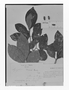 Field Museum photo negatives collection; Genève specimen of Symplocos trianae Brand, COLOMBIA, J. J. Triana, Type [status unknown], G