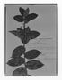 Field Museum photo negatives collection; Genève specimen of Symplocos ulei Brand, BRAZIL, E. H. G. Ule 8389, Type [status unknown], G