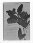 Field Museum photo negatives collection; Genève specimen of Lucuma duckei Huber, BRAZIL, A. Ducke, G