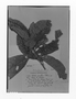 Field Museum photo negatives collection; Genève specimen of Labatia parviflora Pittier, Venezuela, H. F. Pittier 10984, Isotype, G