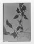 Field Museum photo negatives collection; Genève specimen of Chrysophyllum grisebachii (Hieron.) Mez, ARGENTINA, P. G. Lorentz 1039, Type [status unknown], G